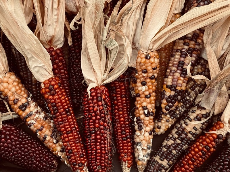 Farm-to-Table Experience